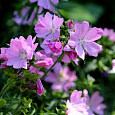 Мальва (Шток-роза) мускусная Rosea